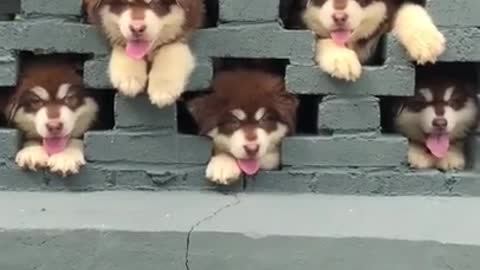 📹 Alaskan Malamute pets running and play 😍 just for funny and cute Puppies