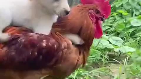 Funny_Animal_Videos_-_Awesome_Funny_Pet_Animals_|_Cute_Animals_|_Super_Funny_Dog_Videos_#short_