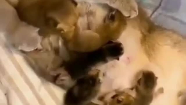 SOO CUTE - BABIES AND MOM ! _ Cute Cat Training 2022