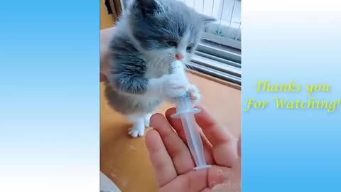Cute Pets And Funny Animals Compilation Pets Garden hhhh