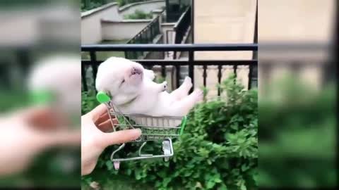 Baby Dogs - Cute and Funny Dog Videos V Compilation #3 | Aww Animals