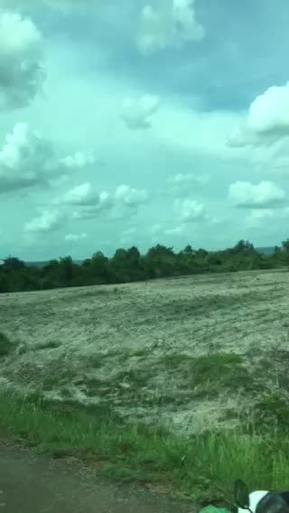 The forest in Cambodia