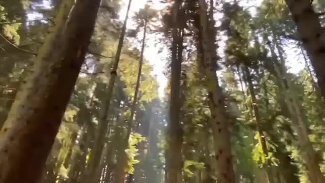 Beautiful Nature