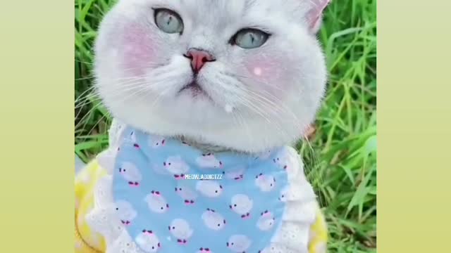 So cute 🥰 cat