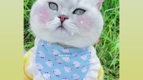 So cute 🥰 cat