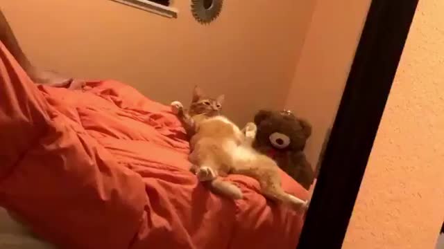 Funny cat chill in bed