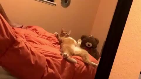 Funny cat chill in bed