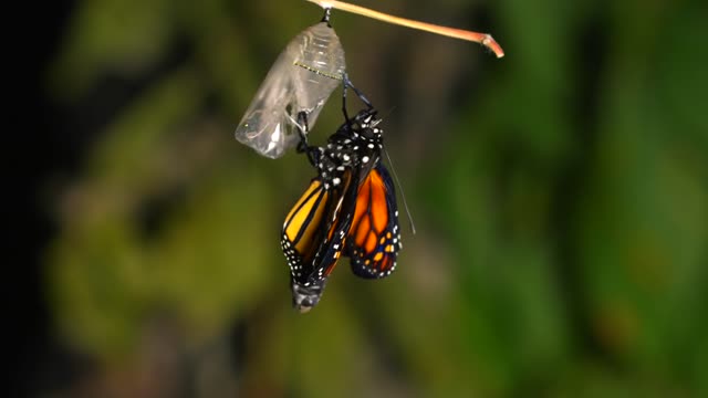 Butterfly Hatching