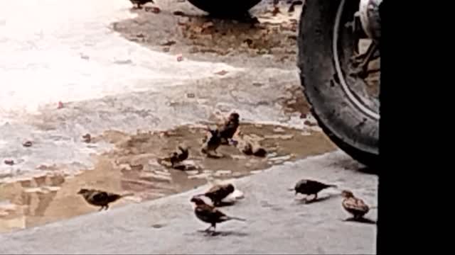 BIRDS ENJOYING BATH SPAROW SHOWER - HOT SUMMER