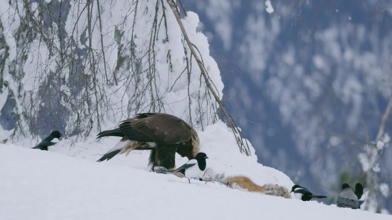 Beautiful golden eagle eating on a dead fox in mountains at winter