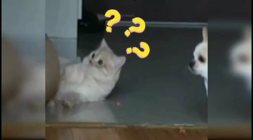 new Funny cats video kids Fun cat