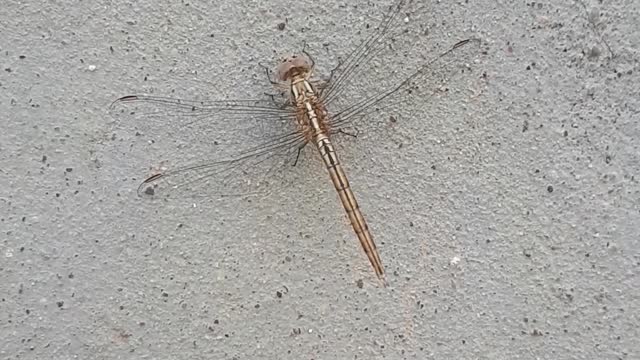 A nice helicopter butterfly on the wall