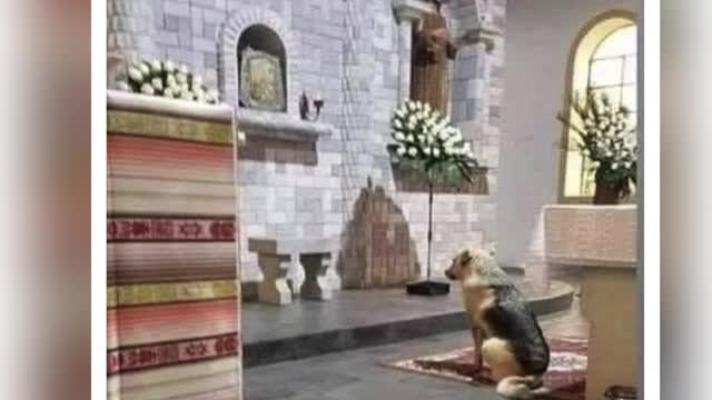 Miracle ! Trained Search Dog Detects Presence of Life in a Church Sanctuary Prior To Papal Visit!