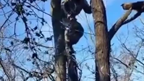 Russian soldier rescues a cat