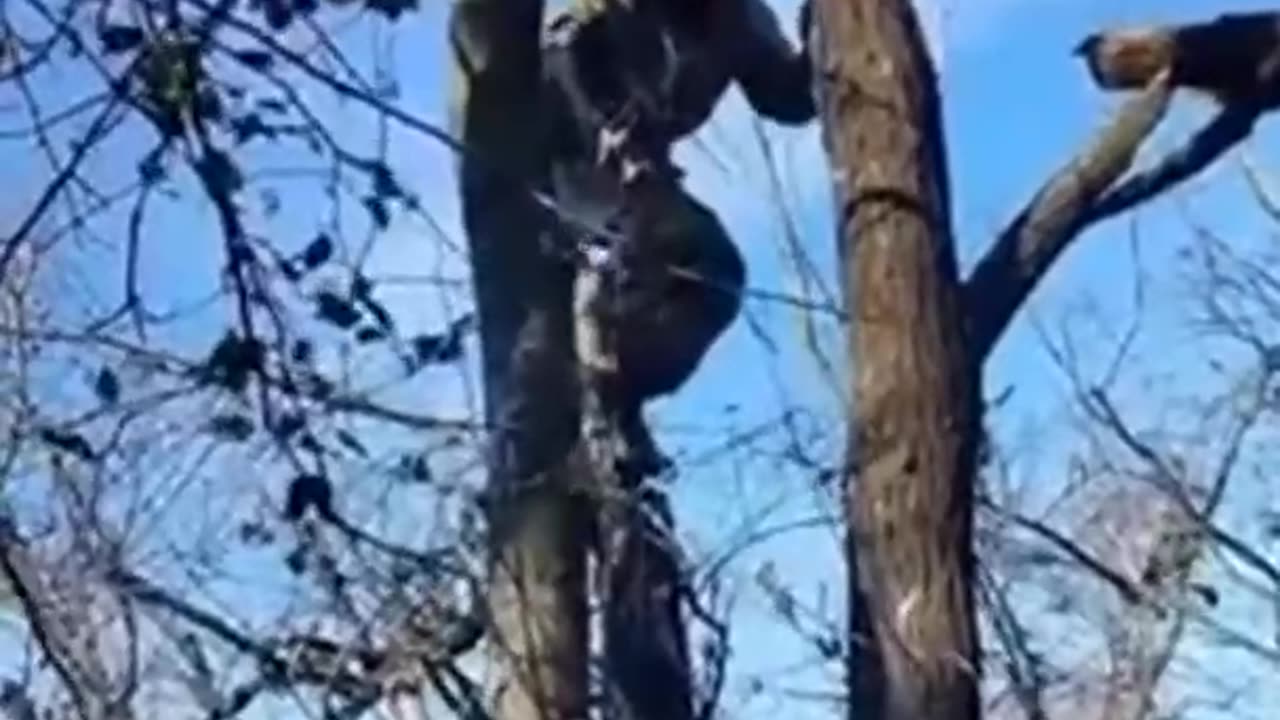 Russian soldier rescues a cat
