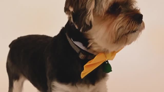 a dog with yellow bow tie