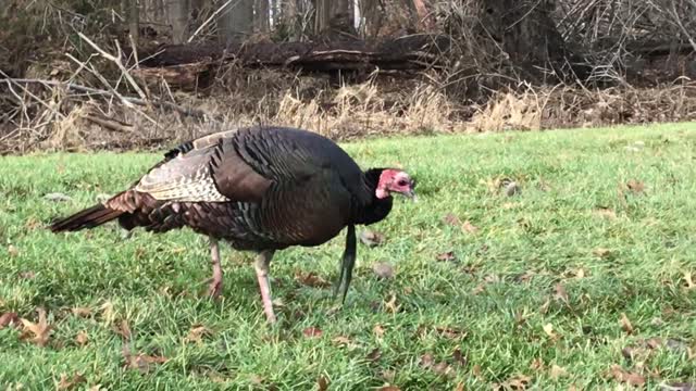 Tom Turkey - No Thanksgiving Dish!