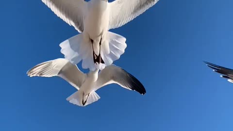 বোকা পাখি