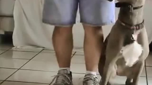 Fastest growing Dog & puppy training 2022 ll #shorts ll #2