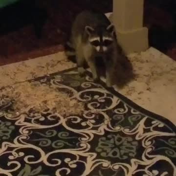 Thought someone was trying to break in my house