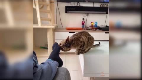 Baby Cats - Cute and Funny Cat Videos Compilation