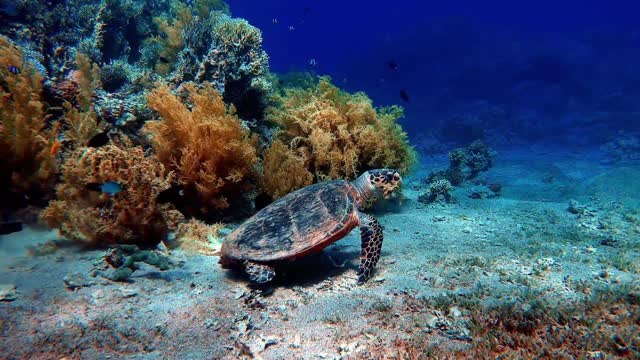 Scuba divers tucked into crevices encounter incredible wildlife part -1