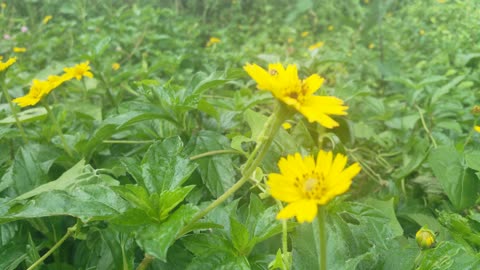 Yellow flower