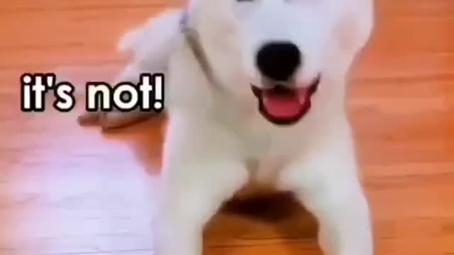 Dog 🐕 Training Tips dog funny animals #trainingdogs #shorts #funnyanimals #smartdogs #dongduvalley