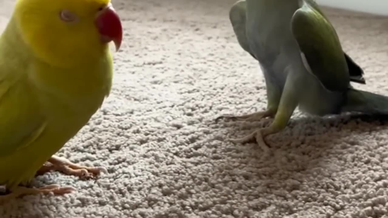 Funny cats and animals. Funny animals 2023.