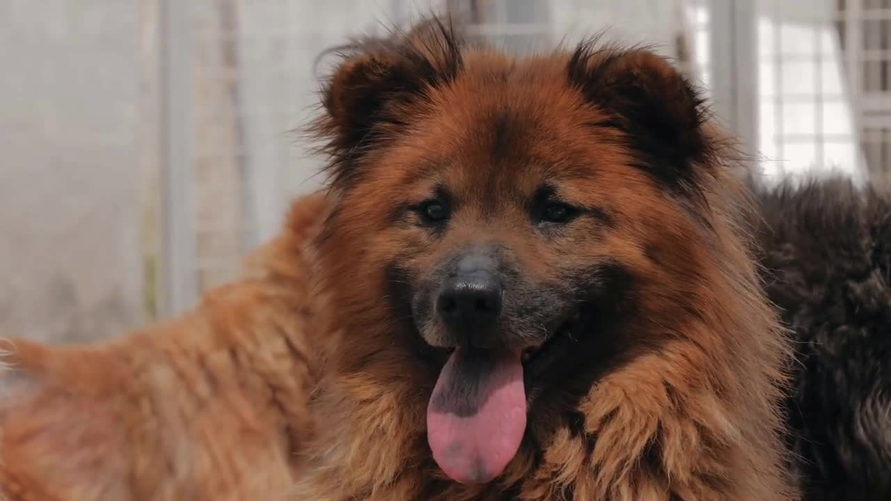 Sad dogs in shelter waiting to be rescued and adopted to new home. Shelter for animals concept