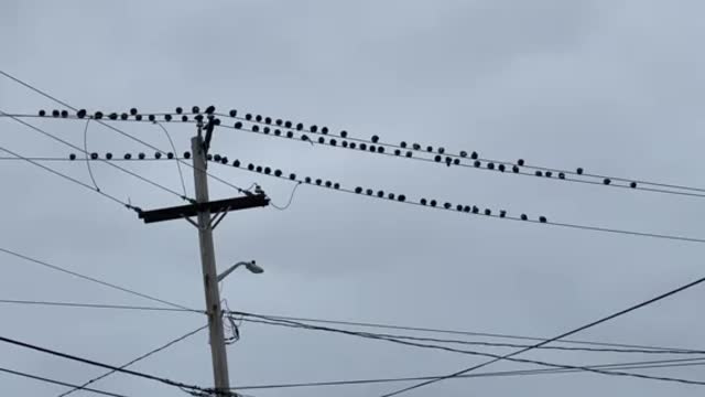 Just pigeons chillin