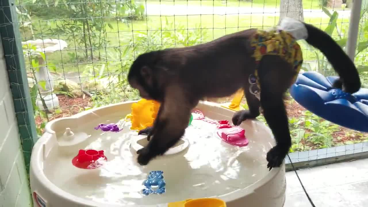 Monkey Loves Playing With His Little Tikes Frog Water Table Toy