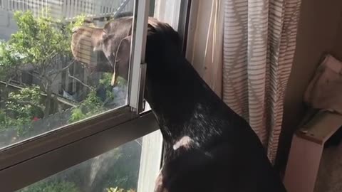 Dog smelling air through window crack