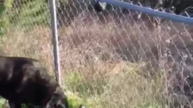 Dog climbs fence for ball