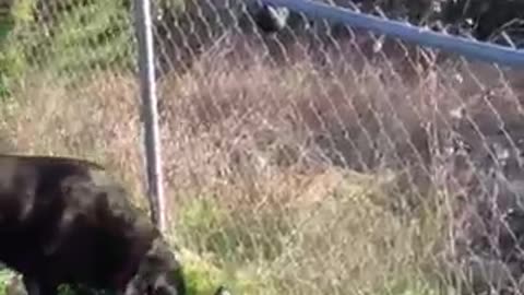 Dog climbs fence for ball