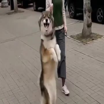 CKEN WITH HER DUCKLINGS, DOG WALKS STANDING #SHORTS