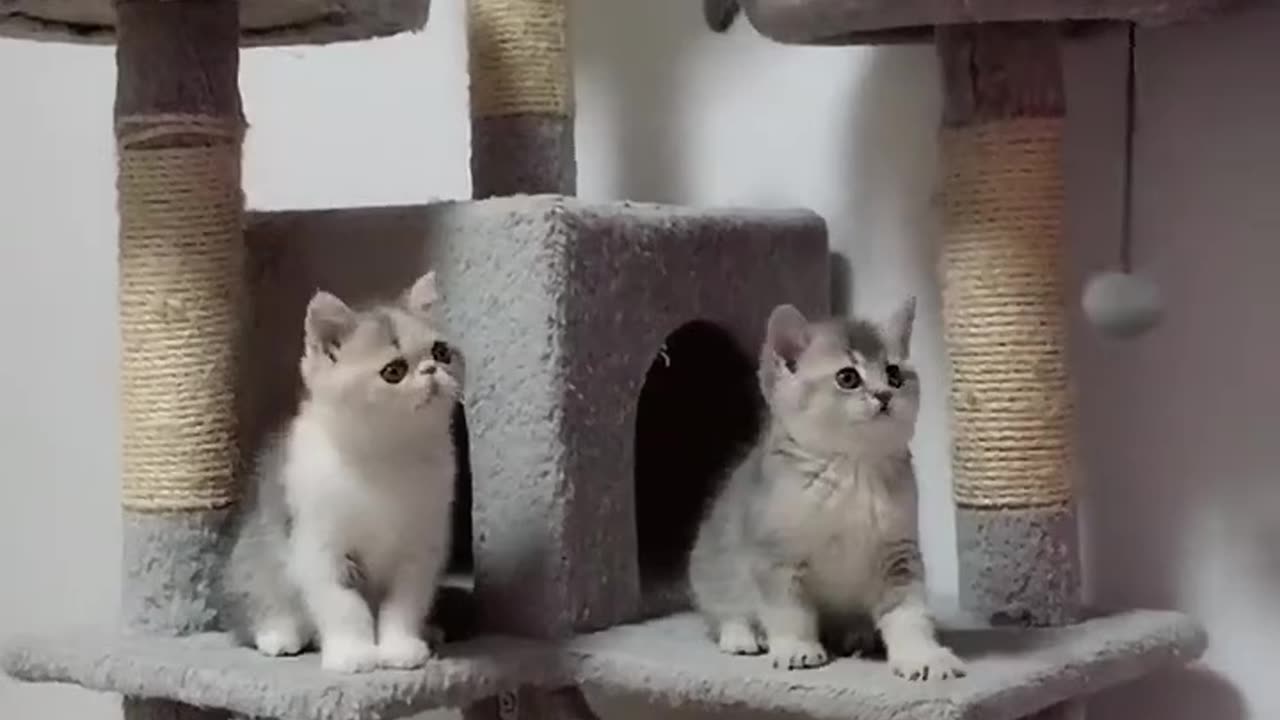 Cute cats dance