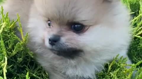 ponchik dog