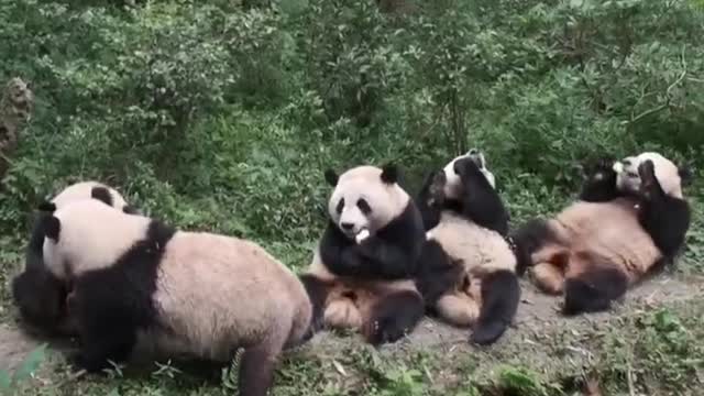 The Daily life of pandas