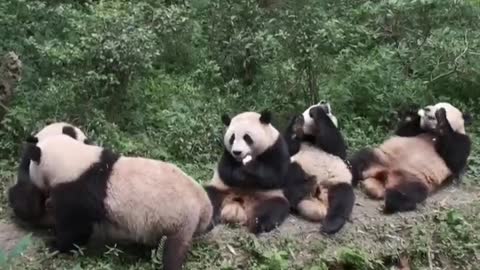 The Daily life of pandas