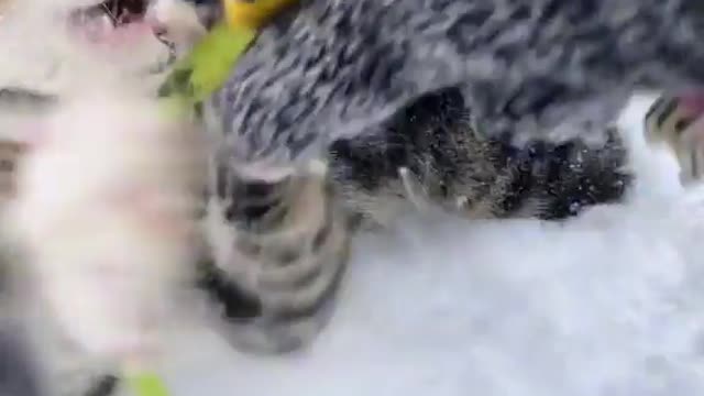 Cute cats funny reels ! 2022