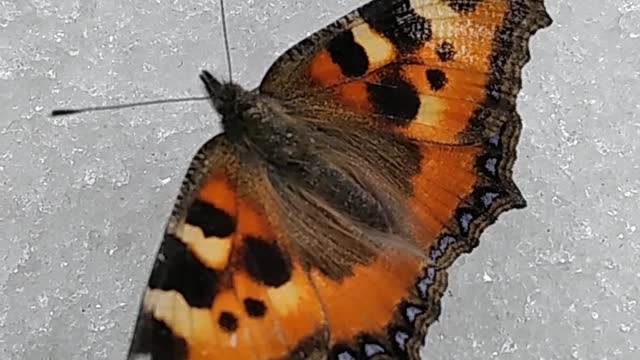 beautiful butterfly in the snow