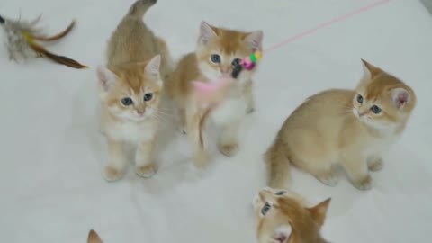 OMg so cute cats