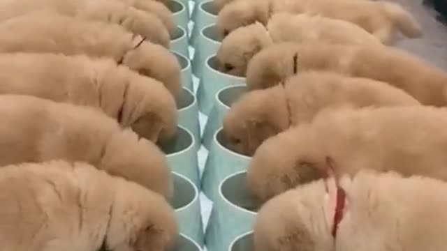 Cute Baby Dogs Eating food