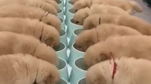 Cute Baby Dogs Eating food