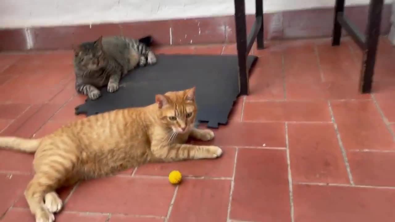 Funny Cats Playing #9 - Funny Videos