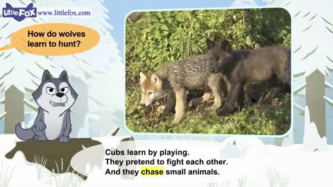 Meet the Animals | Gray Wolf | Wild Animals | Stories for Kindergarten
