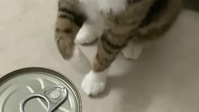 Cute because I want to eat canned food