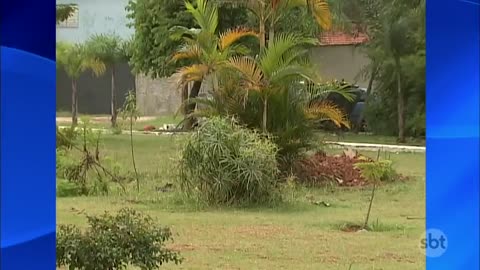Cachorro pega dinamite - Dog catches dynamite