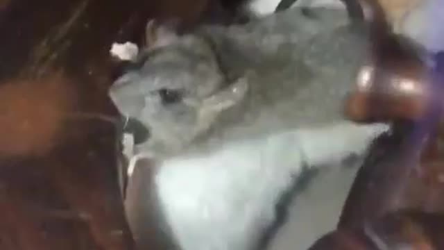 Tom & Jerry in Real Life, Mouse hides infront of two Cats